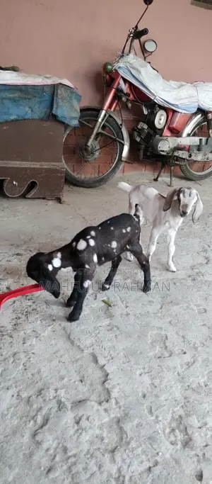 Local Goat with 2 Cross-Breed Kids