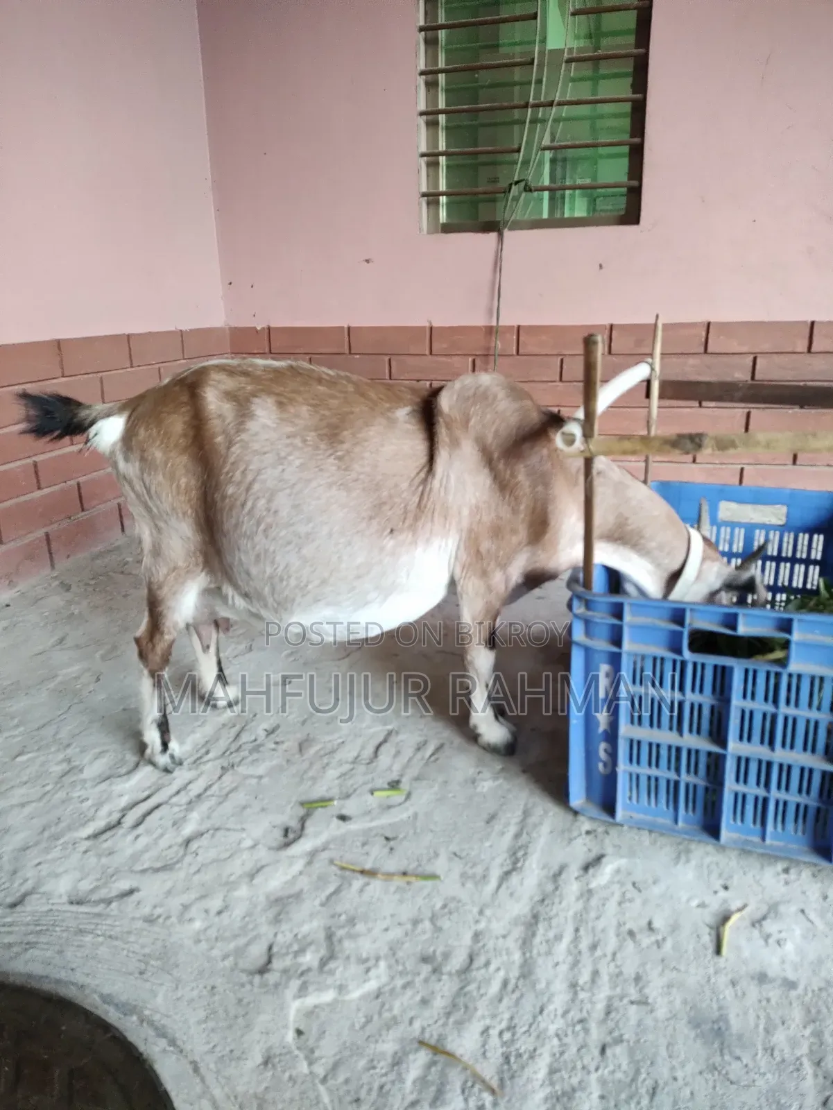 Local Goat with 2 Cross-Breed Kids