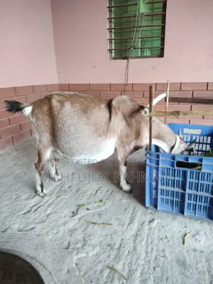 Local Goat with 2 Cross-Breed Kids