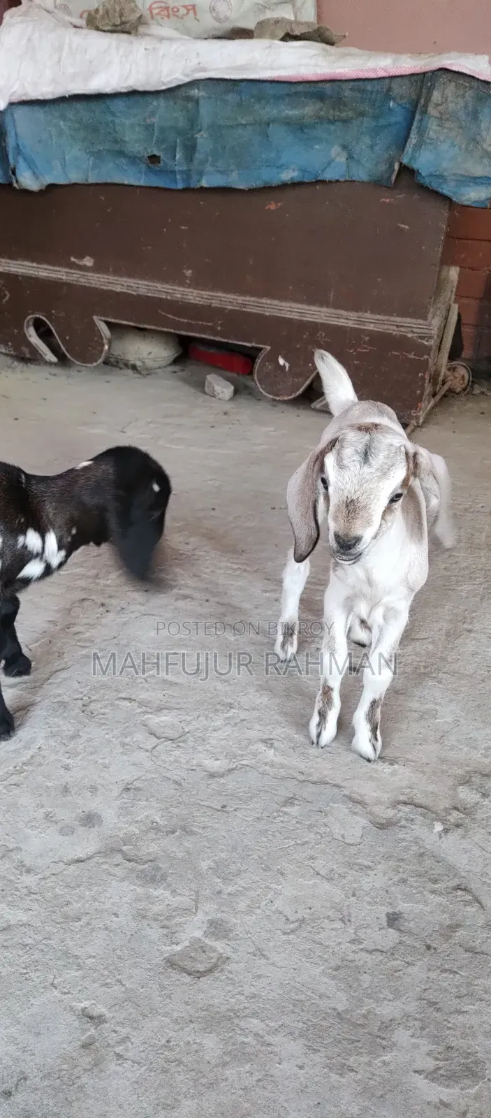 Local Goat with 2 Cross-Breed Kids