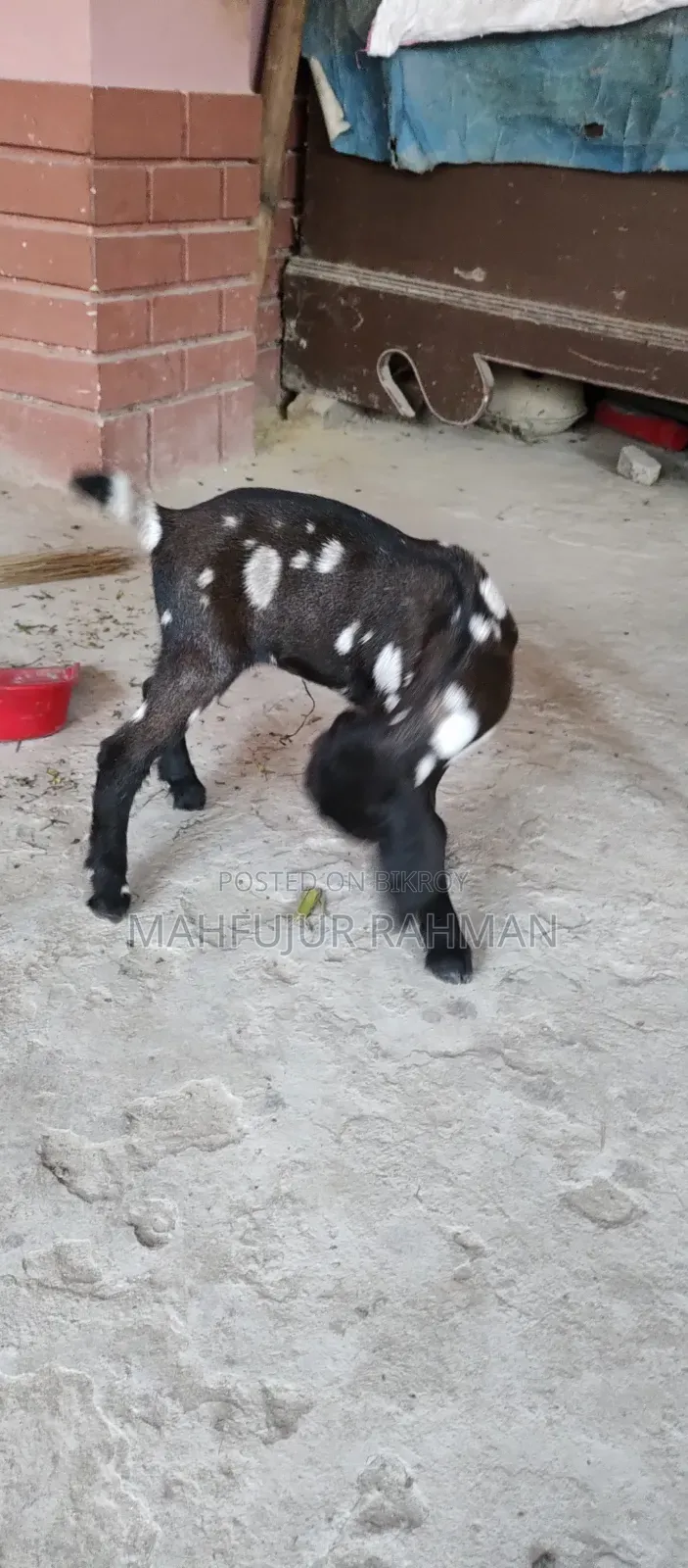 Local Goat with 2 Cross-Breed Kids