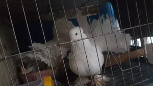 1 Pair of Pigeons