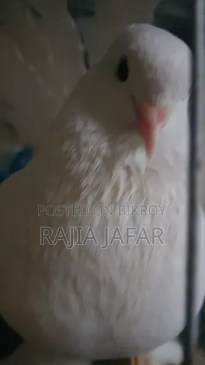 1 Pair of Pigeons