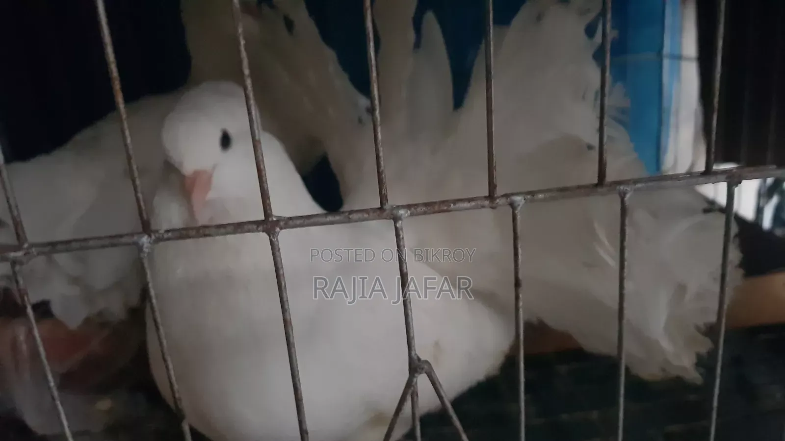 1 Pair of Pigeons