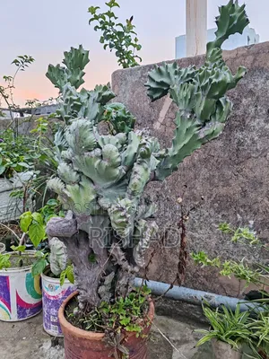 Cactus Tree