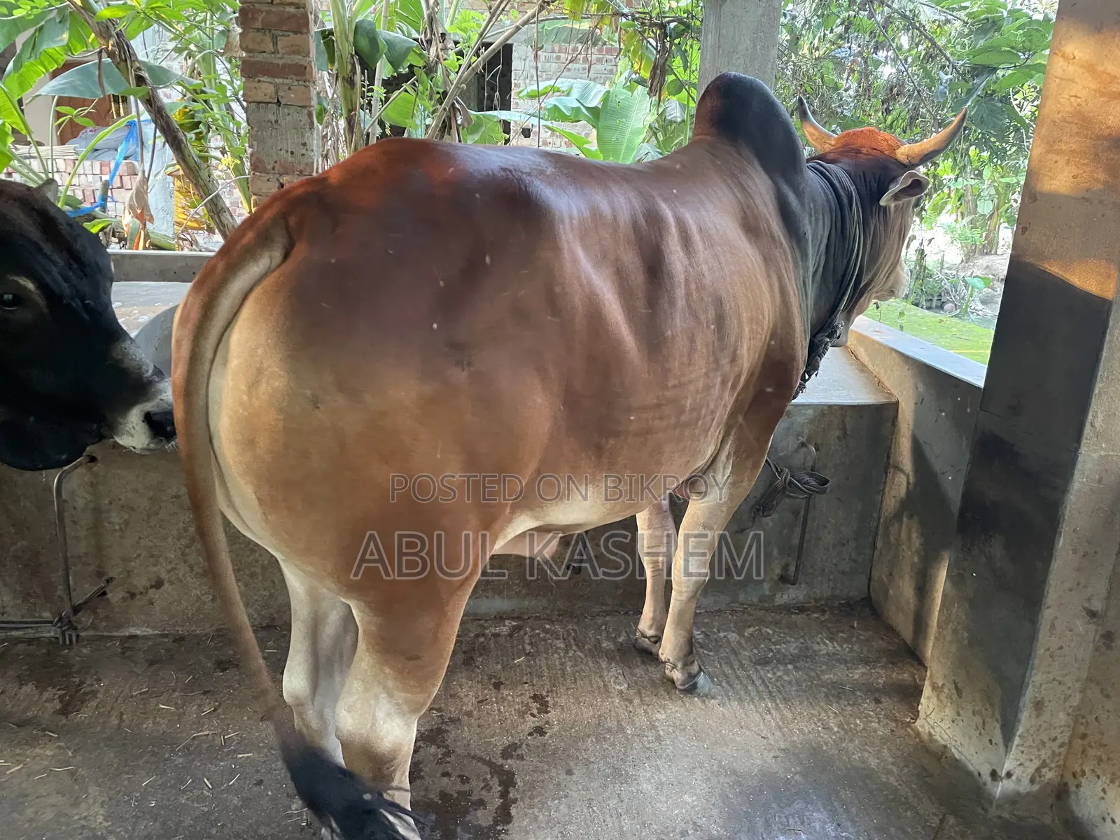 কোরবানির গরু বিক্রয়