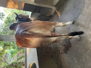 কোরবানির গরু বিক্রয়