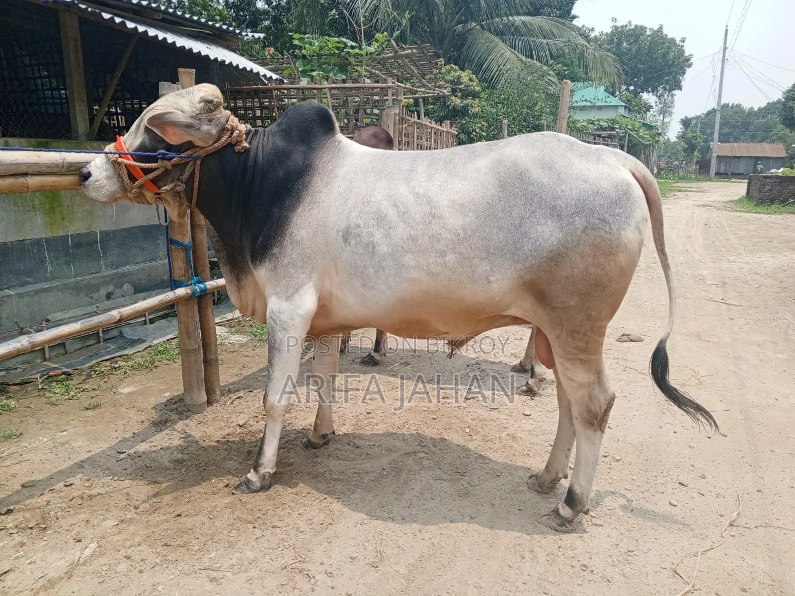 Cow for Sale.