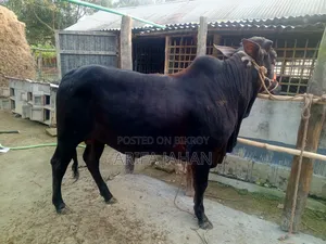 Cow for Sale.