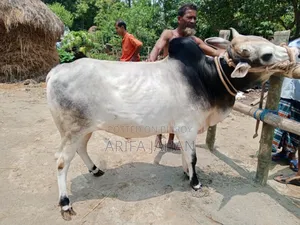 Cow for Sale.