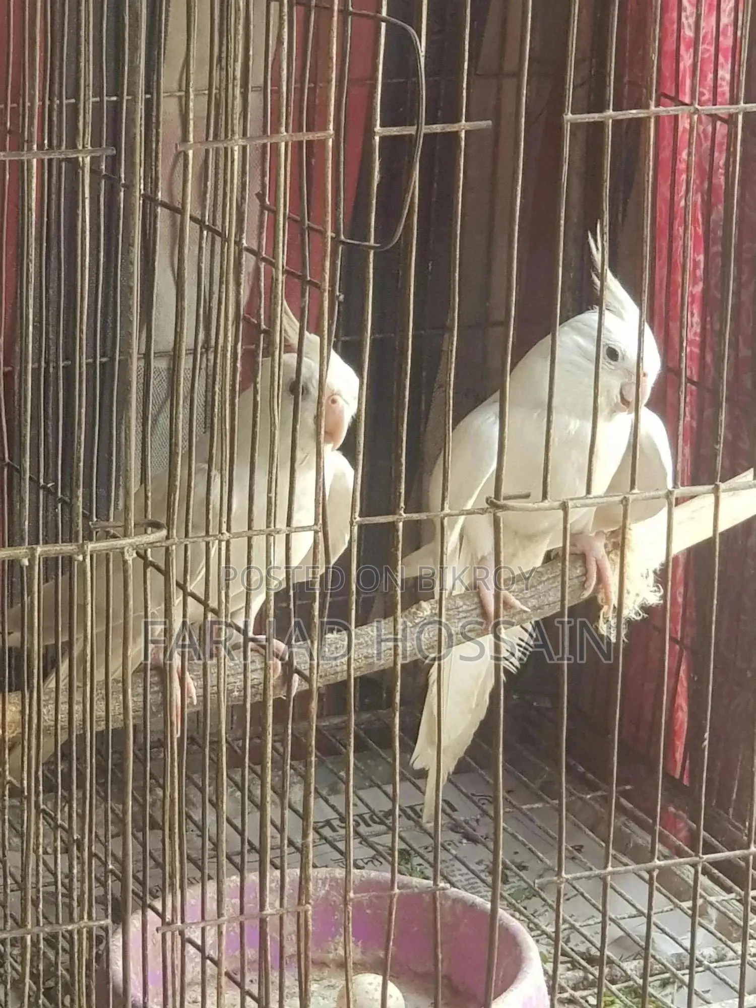 অ্যালবিনো ককাটেল
