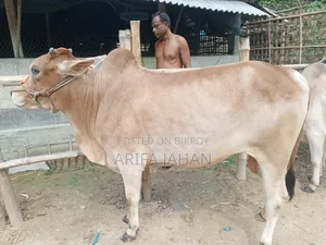 Cow for Sale.