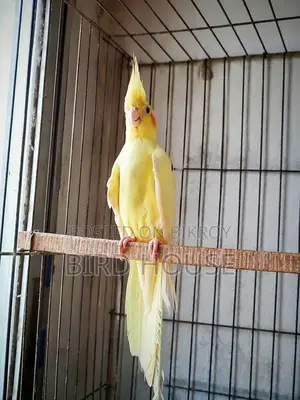 ককাটেল রানিং লুটিনো পার্ল ফিমেল