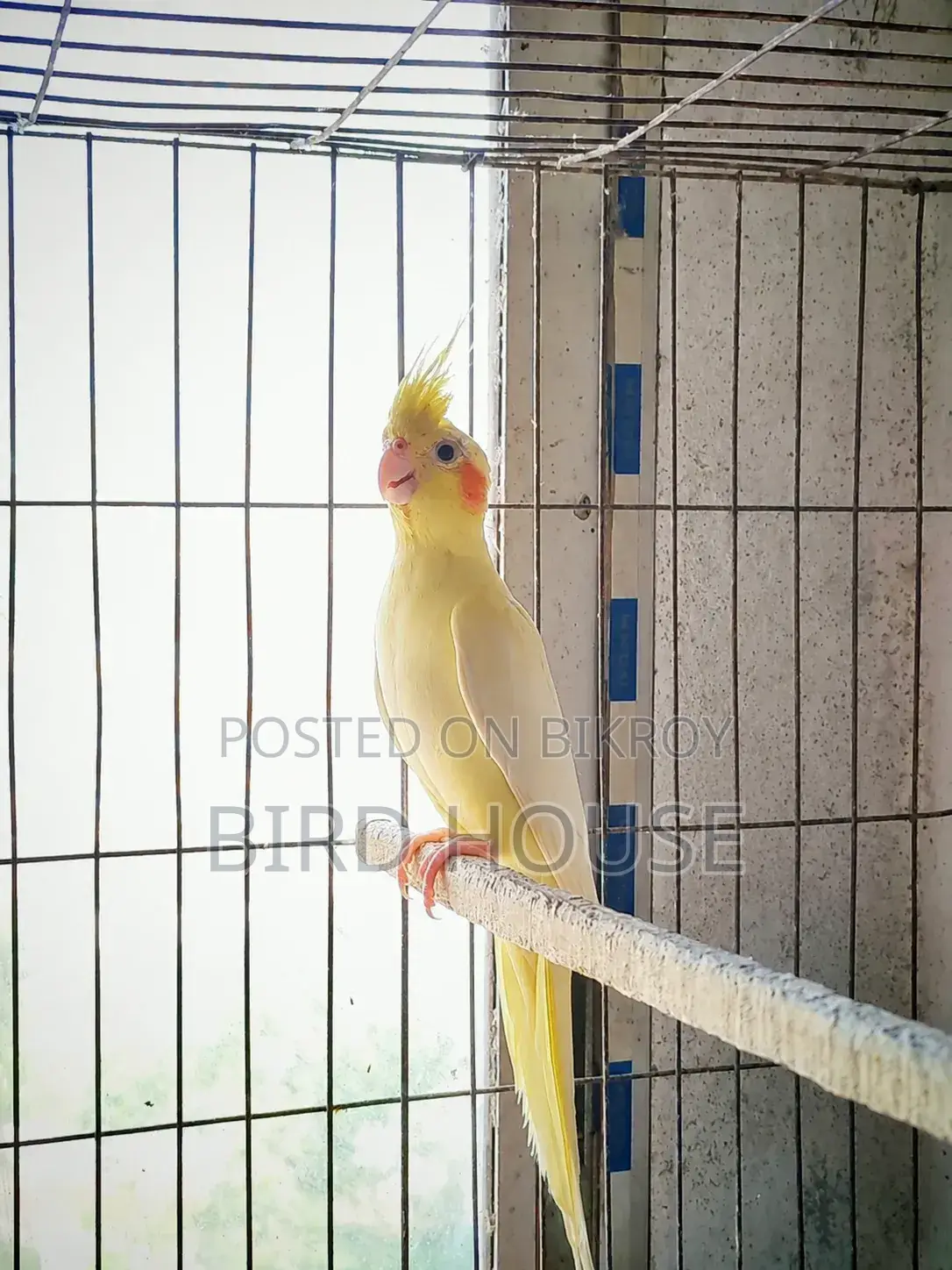 Cockatiel Running Lutino Pearl Female