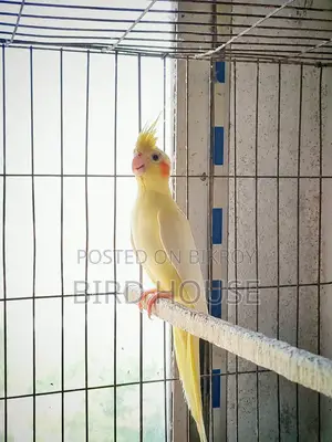 Cockatiel Running Lutino Pearl Female