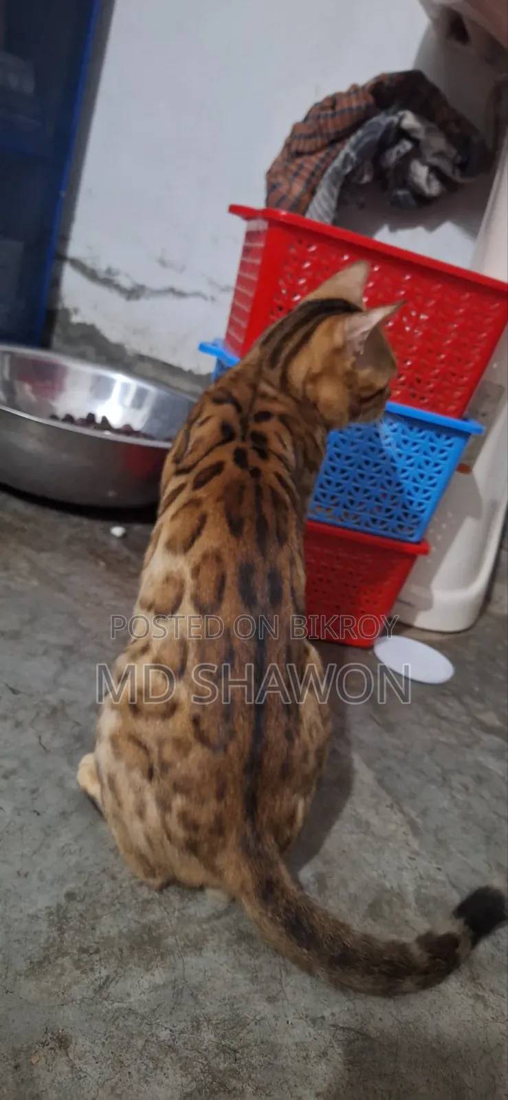 1+ Year Male Purebred Bengal