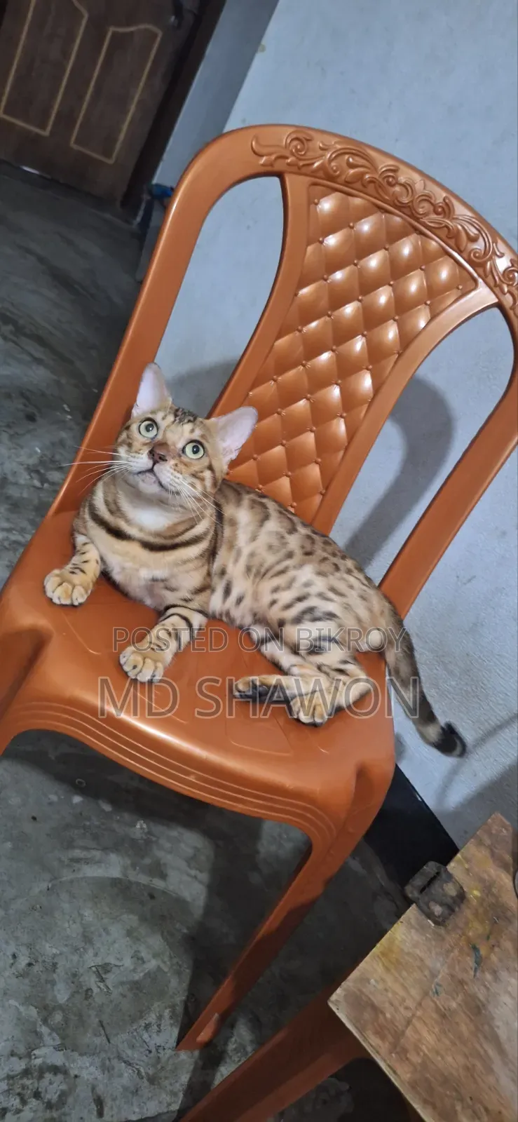 1+ Year Male Purebred Bengal