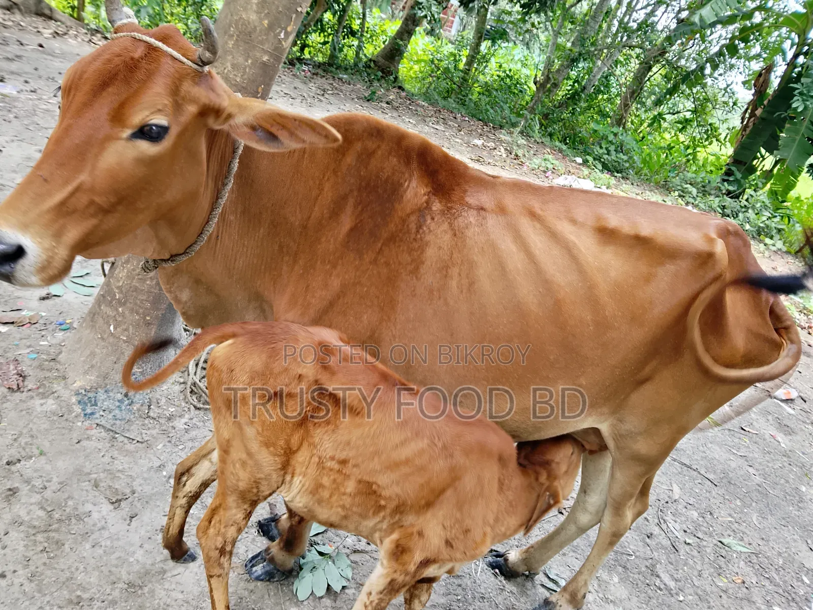 একটি গাভি বাছুর সহ