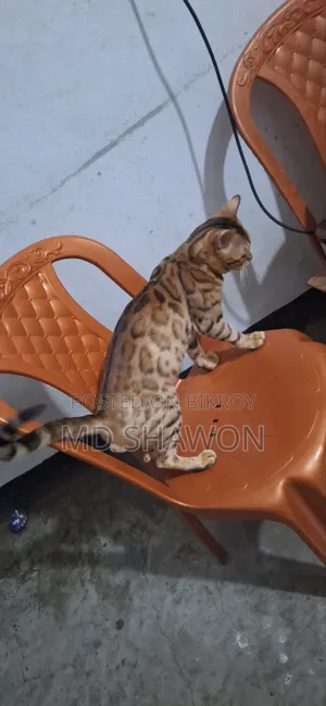1+ Year Male Purebred Bengal