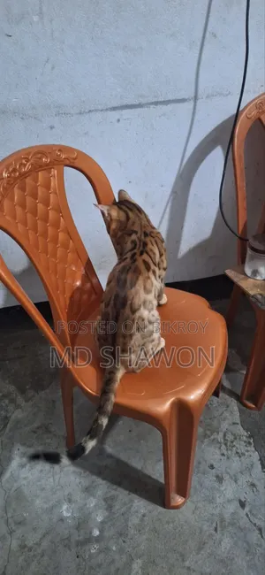1+ Year Male Purebred Bengal