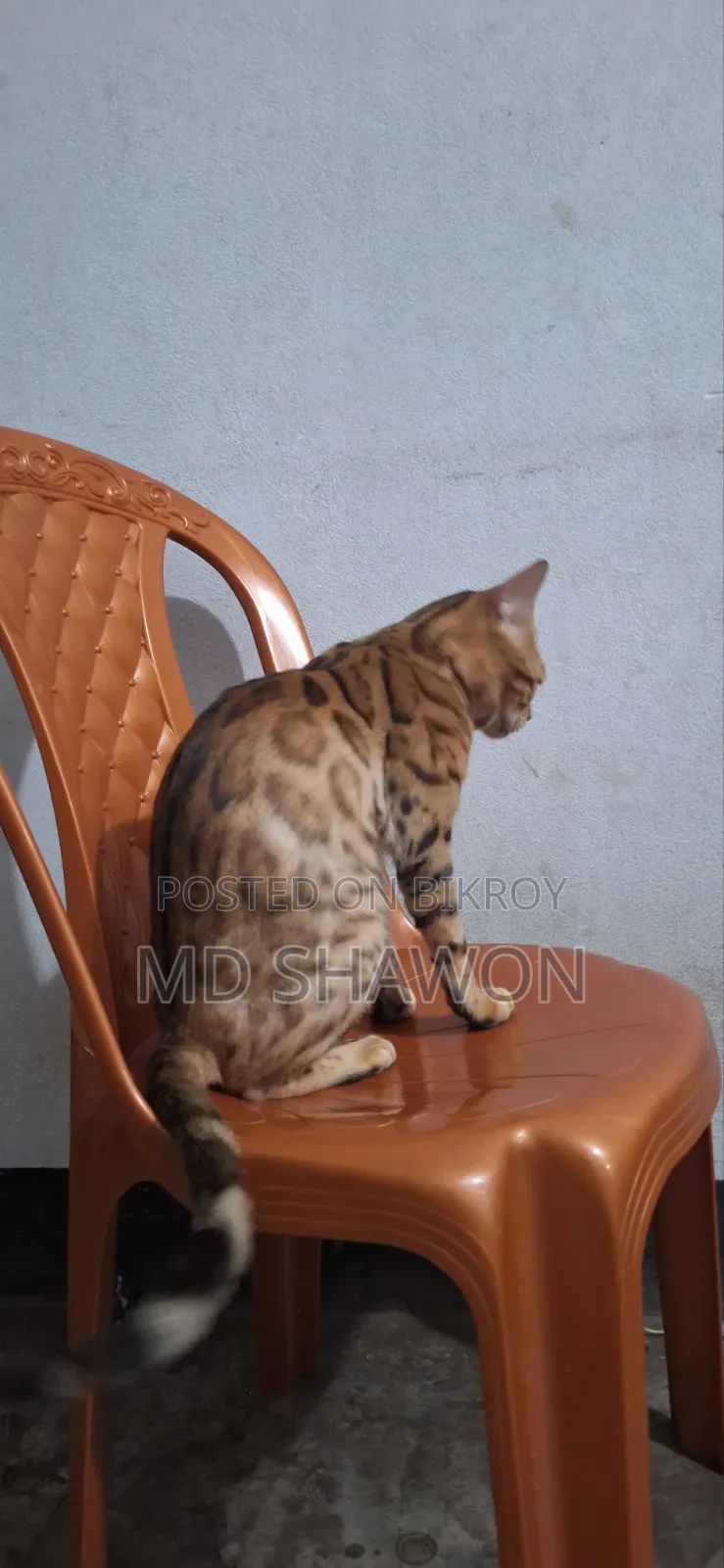 1+ Year Male Purebred Bengal