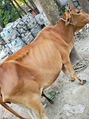 একটি গাভি বাছুর সহ