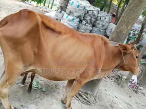 একটি গাভি বাছুর সহ