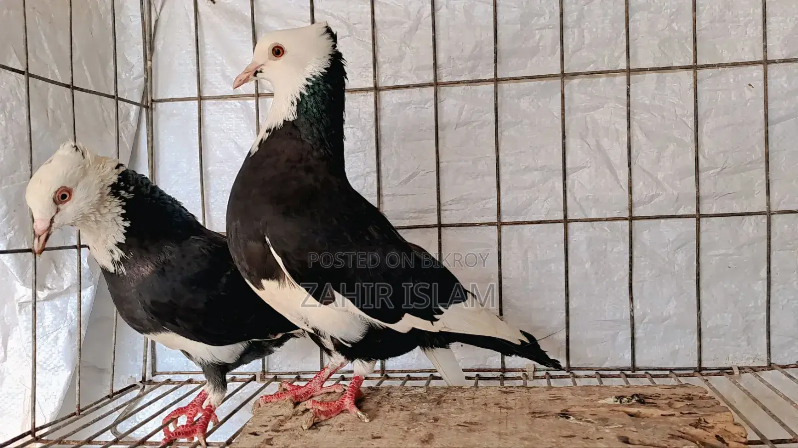 Pigeons will be exchanged.