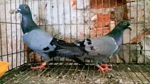 Pigeons will be exchanged.