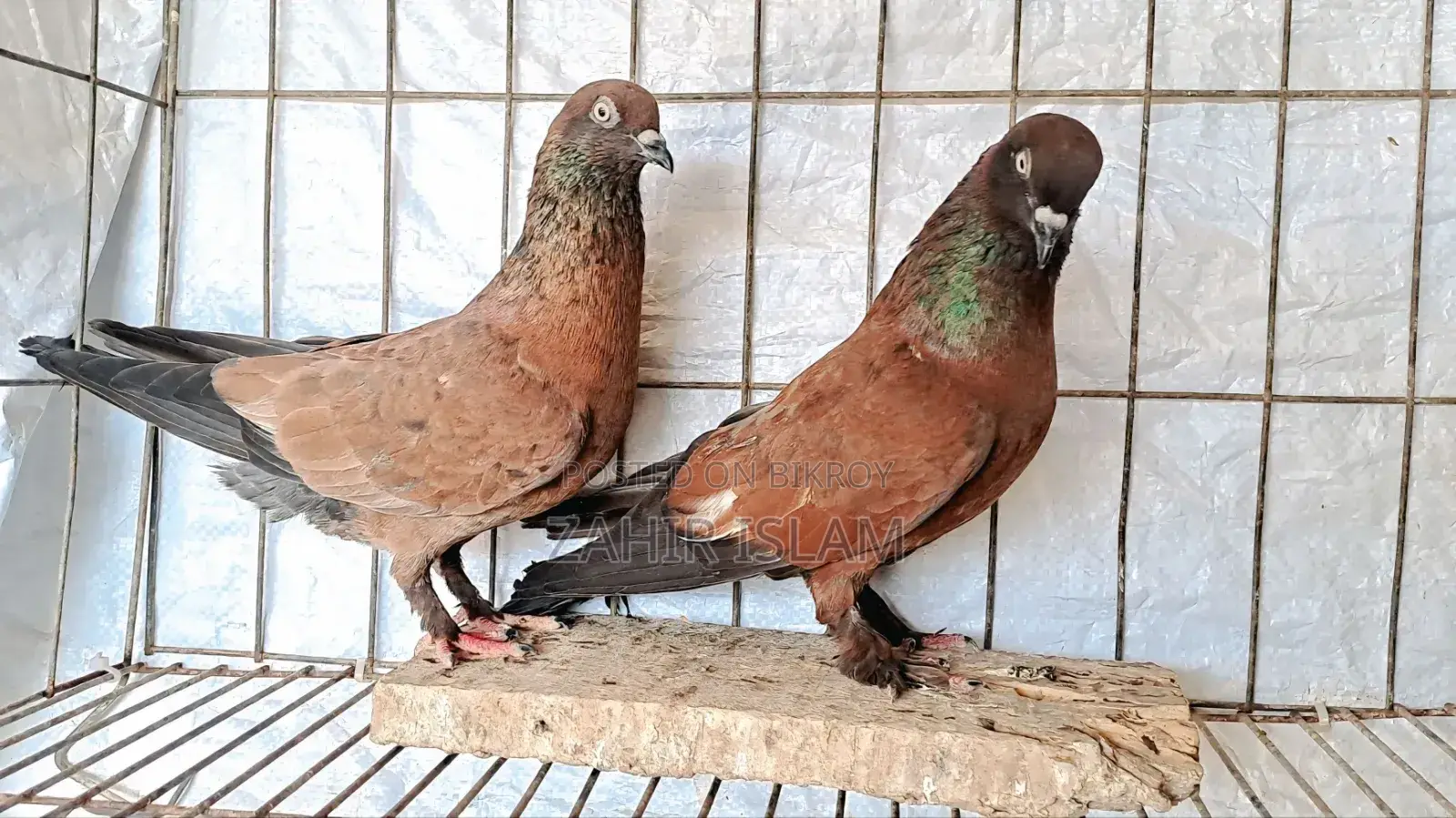 Pigeons will be exchanged.