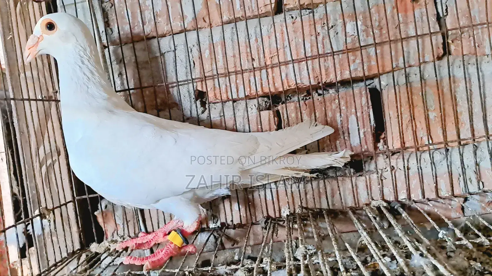 Pigeons will be exchanged.