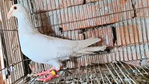 Pigeons will be exchanged.