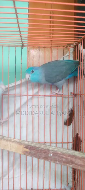 Blue Forpus Male Split Ino