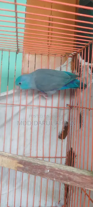 Blue Forpus Male Split Ino
