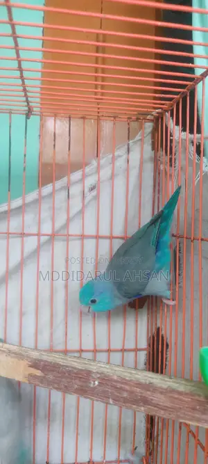 Blue Forpus Male Split Ino