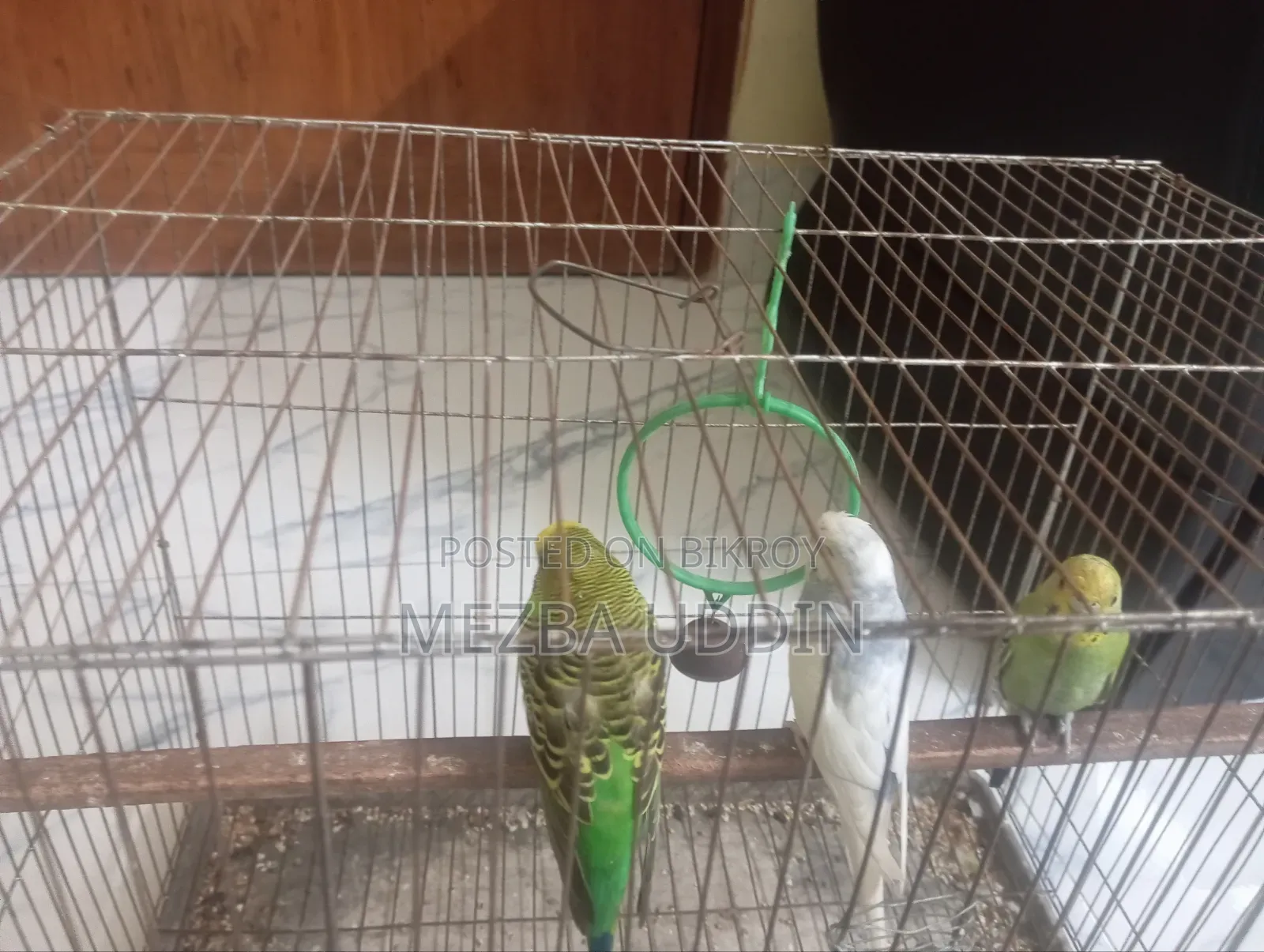 Budgerigar with Chicks