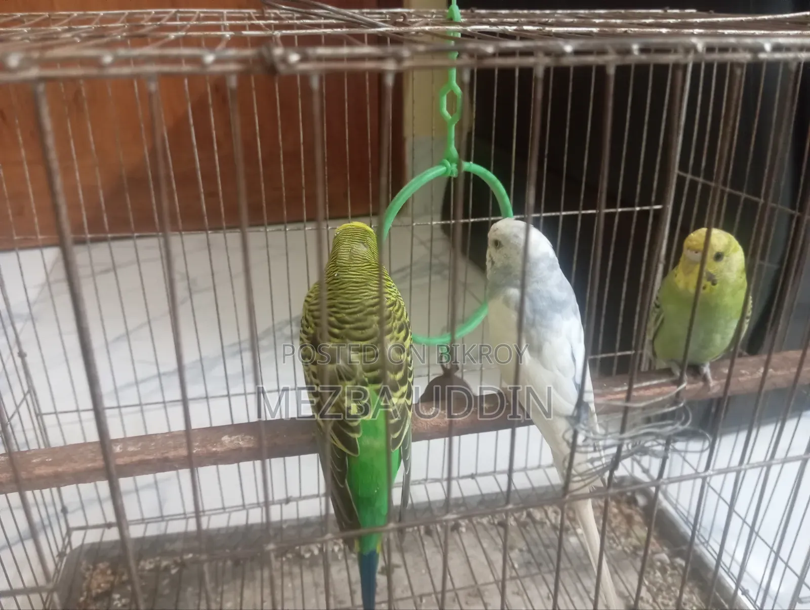 Budgerigar with Chicks