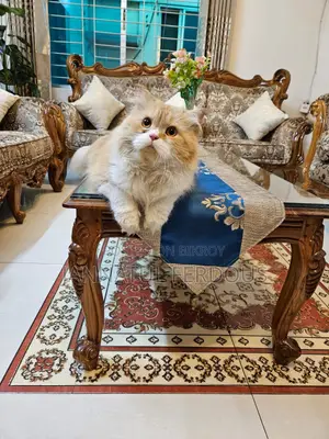 6-12 Months Male Purebred Persian