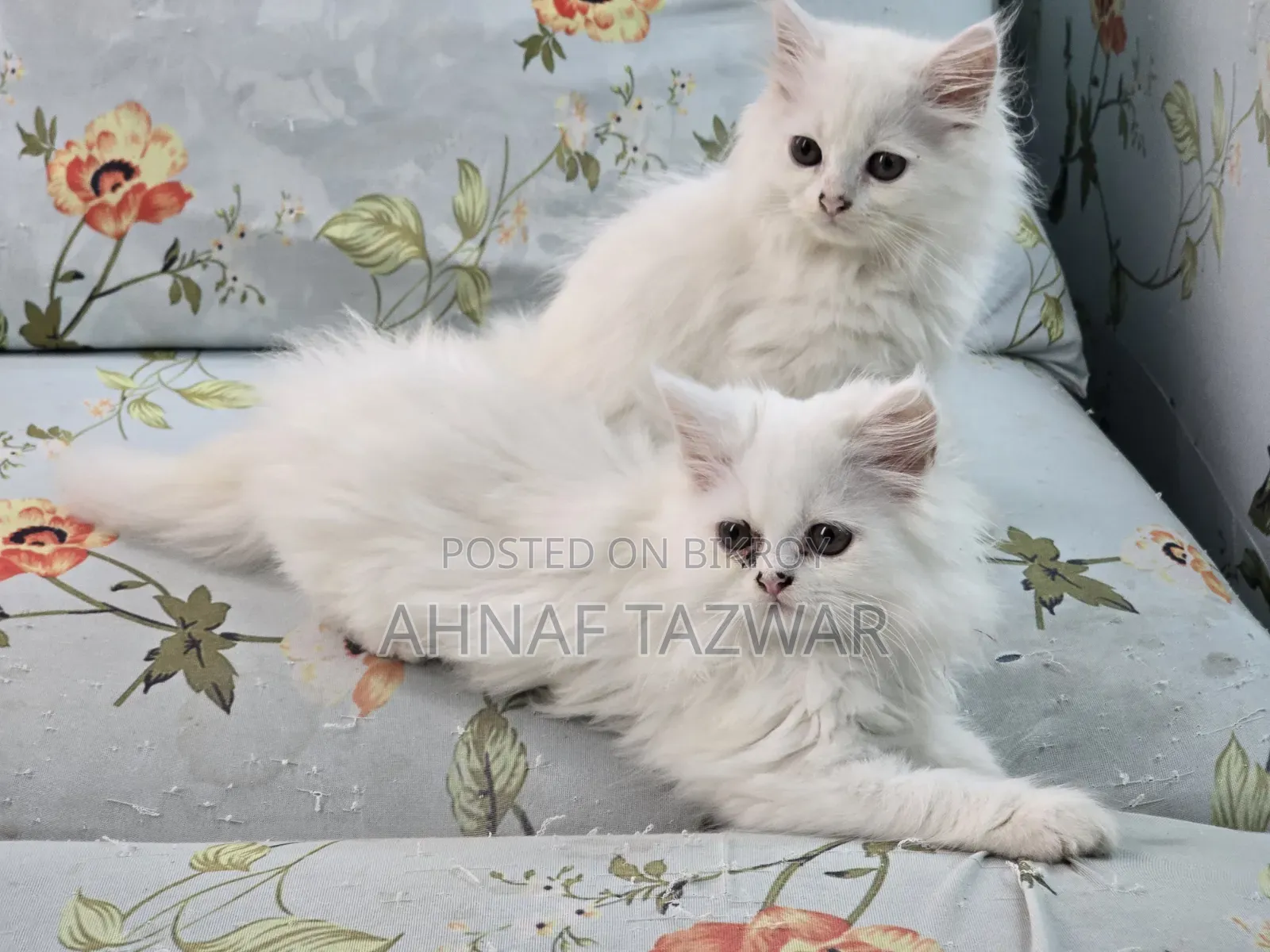 1-3 Months Female Purebred Persian