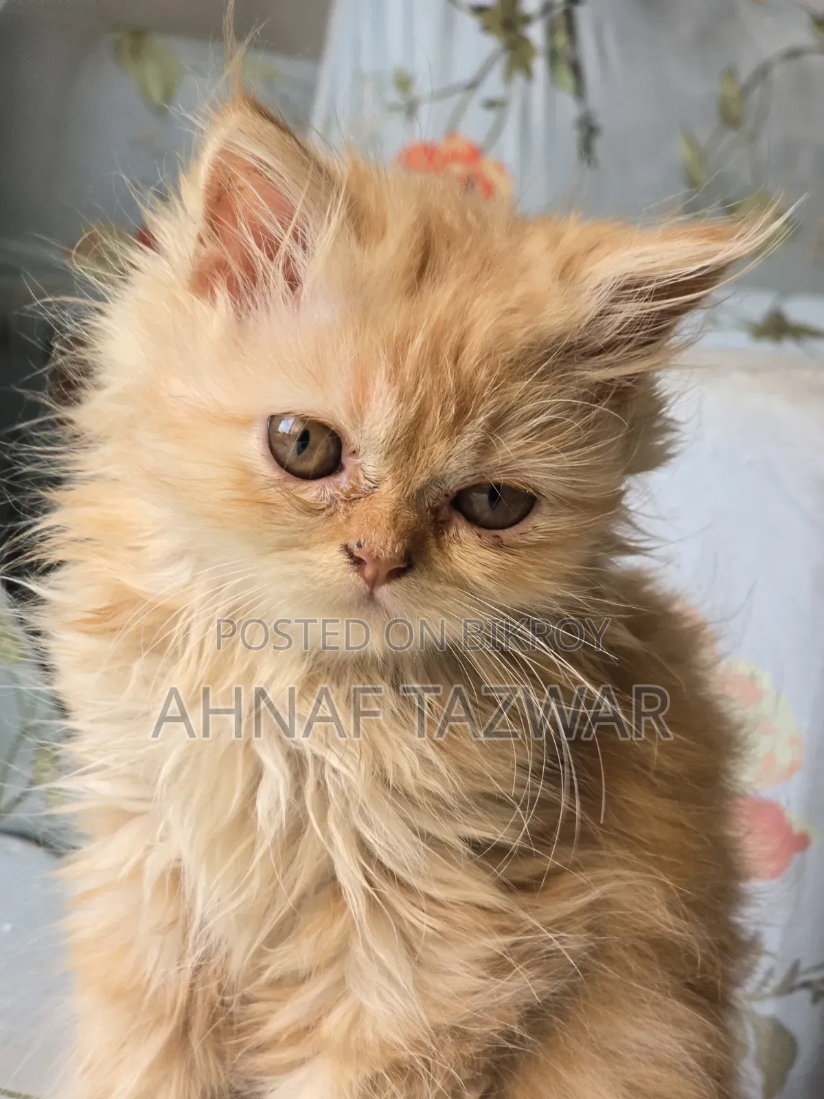 1-3 Months Female Purebred Persian