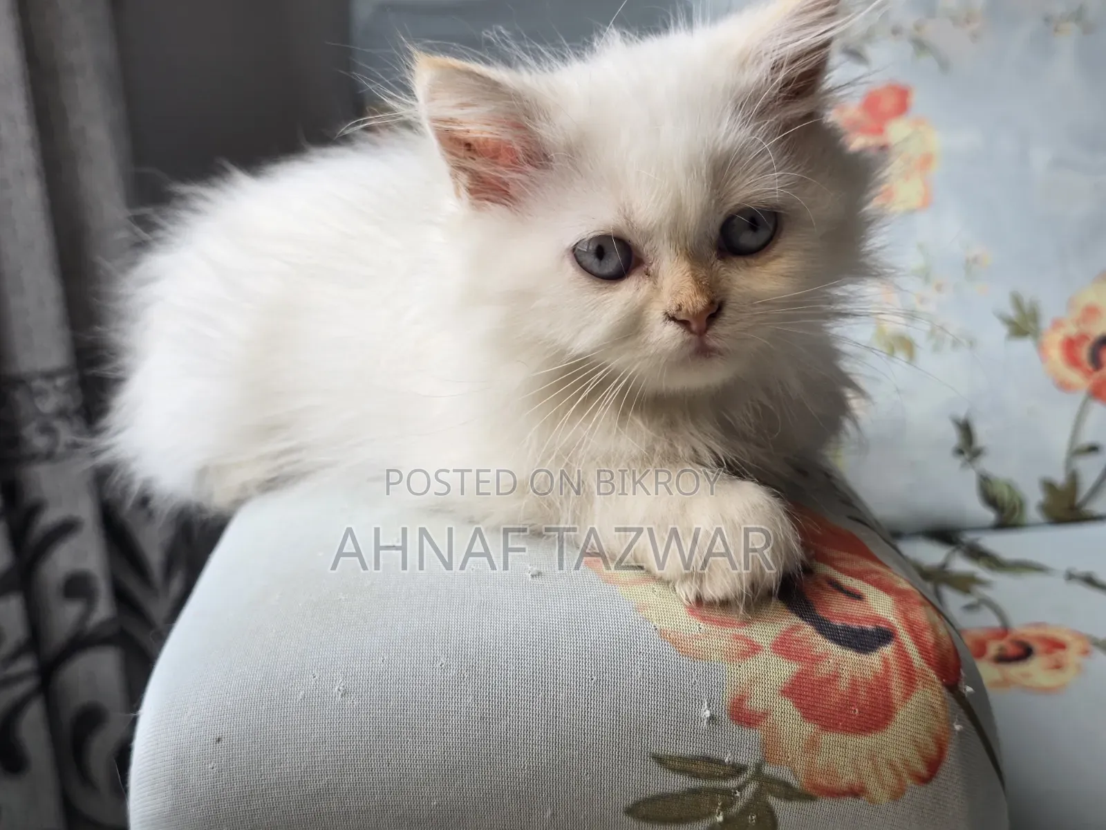 1-3 Months Female Purebred Persian