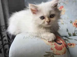 1-3 Months Female Purebred Persian