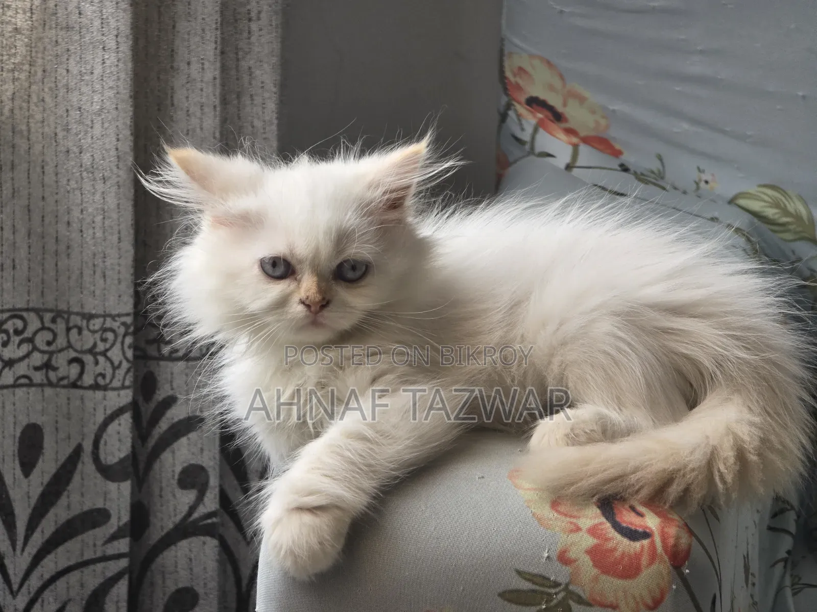 1-3 Months Female Purebred Persian