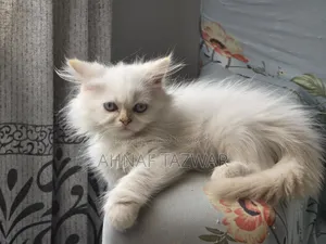 1-3 Months Female Purebred Persian