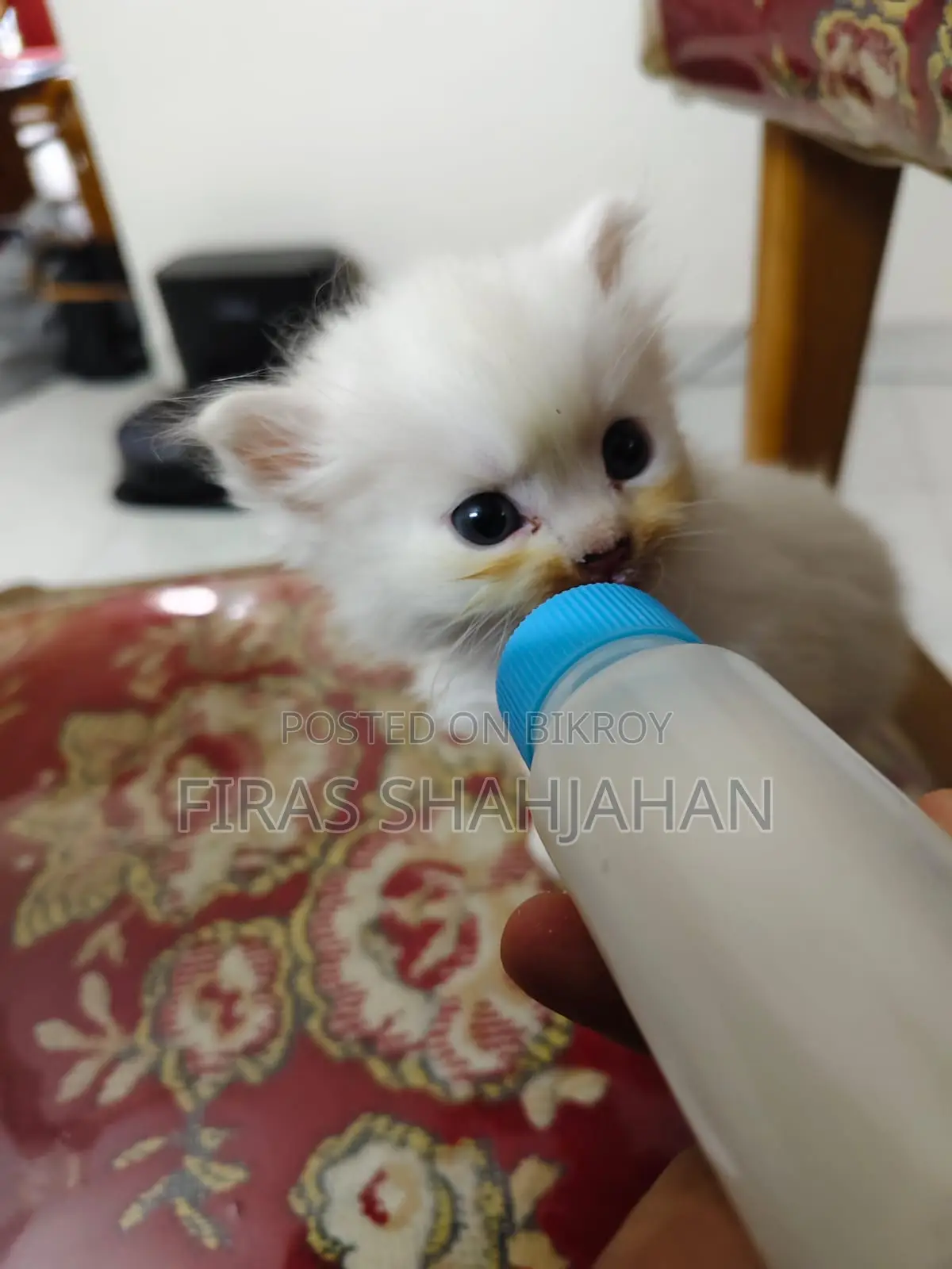 1-3 Months Female Purebred Persian