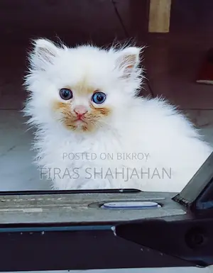 1-3 Months Female Purebred Persian