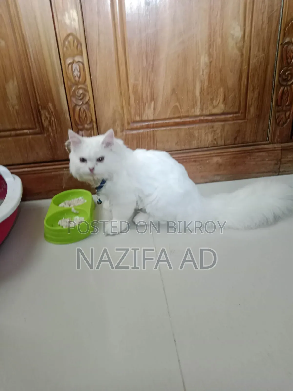 3-6 Months Male Purebred Persian