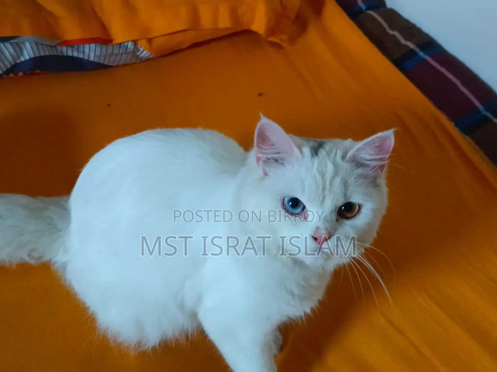 6-12 Months Female Purebred Persian