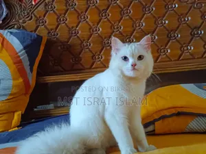 6-12 Months Female Purebred Persian