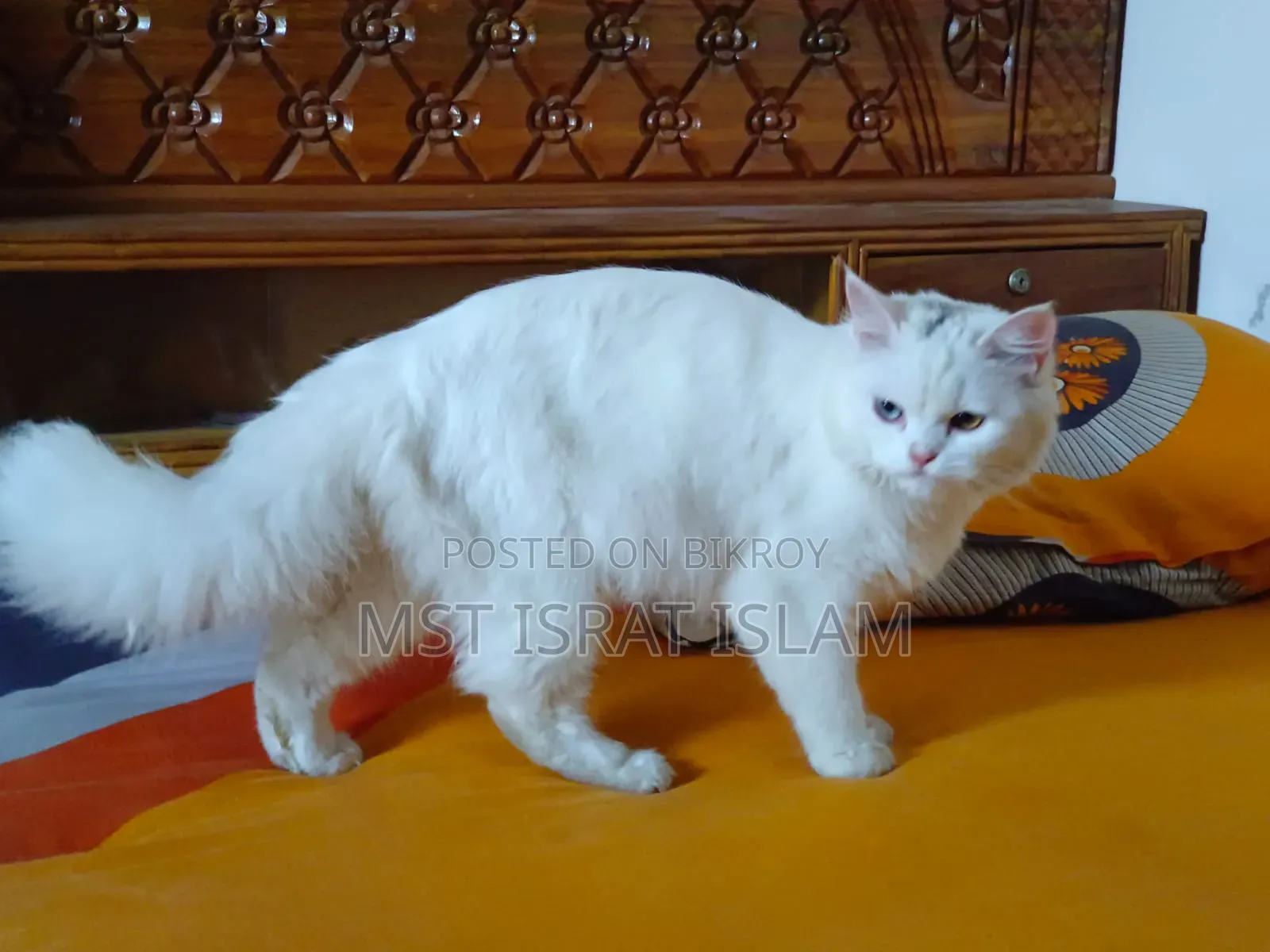 6-12 Months Female Purebred Persian